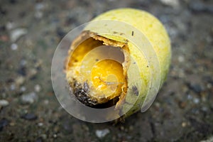 Ripe mango fallen on the ground pecked by bird until rot