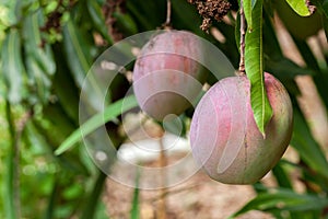 Ripe Mango fruits on tree ready to harvest