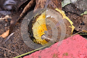 Brown Butterfly drinking mango nector photo