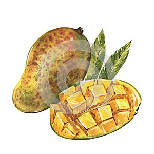 Ripe mango slice isolated on white background. Watercolor hand drawing botanic realistic illustration. Art for design