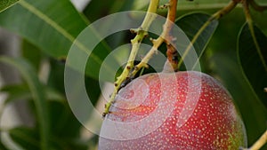 Ripe mango tropical fruit hanging of peduncle at branch of tree