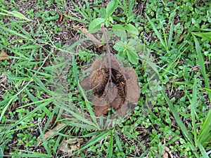Ripe or mature pods of annatto on the ground