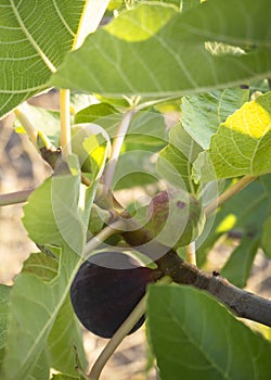 Ripe and maturing figs Ficus carica on a tree branch among green leaves in Greece