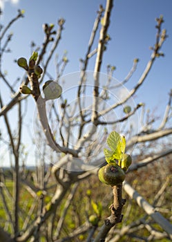 Ripe and maturing wild figs Ficus carica on a tree branch among green leaves in Greece