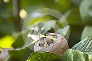 Ripe medlar fruits in garden.common medlar Mespilus germanica