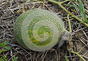Ripe melon on the vegetable bed