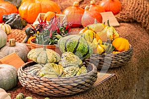 Ripe melopepo zombie squash with stripes and pimples. Vegetable harvest festival, many different pumpkins