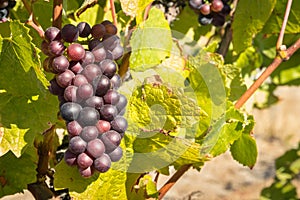 Ripe Merlot grapes growing on vine in vineyard at harvest time