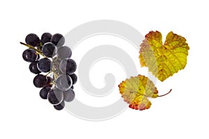 Ripe Merlot grapes with leaves isolated on white background