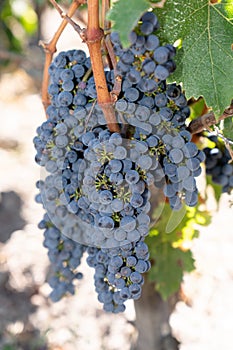 Ripe Merlot grapes lit in vineyard Chateau Margaux in Gironde Aquitaine France