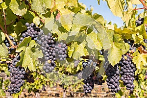 Ripe merlot grapes on vine in vineyard at autumn time
