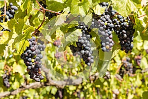 Ripe merlot grapes on vine in vineyard at harvest time