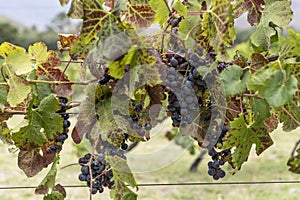 ripe Merlot grapes in vineyard near Franschhoek, South Africa