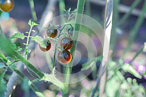 Ripe Midnight Snack Tomato, an indigo-type cherry tomatoes purplish-brown, red centers vibrant colors show healthy antioxidants