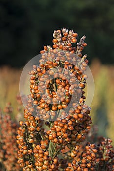 Ripe Milo (Sorghum)