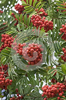 Ripe mountain ash berries