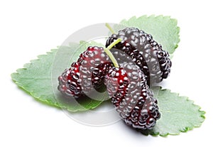 Ripe mulberries. photo