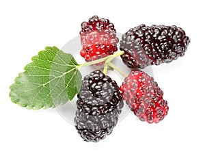 Ripe mulberries.
