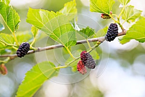 Ripe mulberries in green foliage