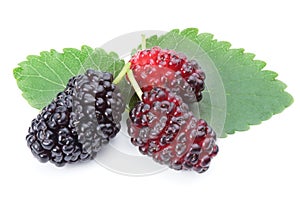 Ripe mulberries. photo