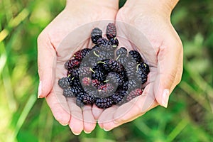 Ripe mulberries in the hands