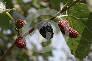 Ripe mulberry fruit