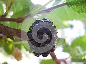 Mulberry black on a tree