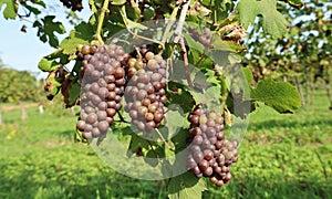 Ripe multicolor Pinot Gris grapes hanging on vine