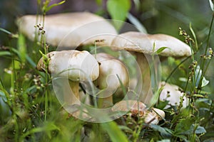 Ripe mushroom in green grass macro photo. Summer forest scene.