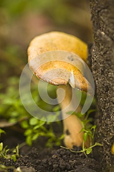 Ripe mushroom in the green grass. Mushroom in the forest. Shallow depth of field