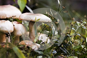 Ripe mushroom in green grass vintage toned photo. Summer forest scene.