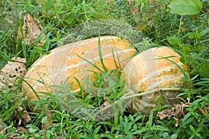 Ripe Muskmelon (Cucumis melo) Fruit in Abandon Garden