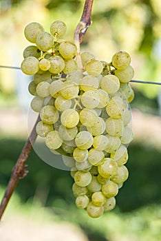 Ripe MÃ¼ller-Turgau Grape In The Vineyard Before Harvest