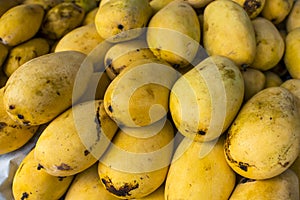 Ripe native Carabao Mangoes, also known as Philippine mango, on display and for sale at a local market