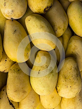 Ripe native Carabao Mangoes, also known as Philippine mango, on display and for sale at a local market