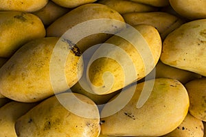 Ripe native Carabao Mangoes, also known as Philippine mango, on display and for sale at a local market