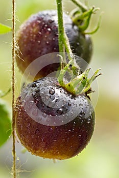 Ripe natural black tomatoes growing on a branch in a greenhouse. Shallow depth of field. organic tomato with water drops