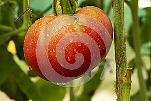 Ripe natural red tomato ready for harvest grows on a branch in a greenhouseShallow depth of field. large organic tomato