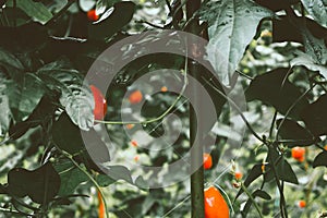 Ripe natural tomatoes growing on a branch.