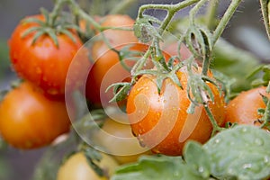 Ripe natural tomatoes growing on a branch