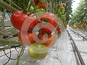 Ripe natural tomatoes growing on a branch.