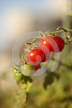 Ripe natural tomatoes growing on a branch