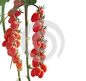 Ripe natural tomatoes growing on a branch.