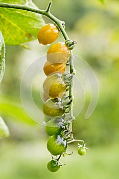 Ripe natural tomatoes growing on a branch.