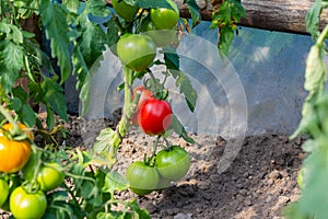 Ripe natural tomatoes growing on a branch in a greenhouse