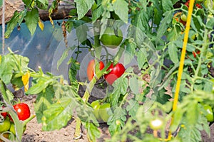 Ripe natural tomatoes growing on a branch in a greenhouse