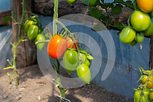 Ripe natural tomatoes growing on a branch in a greenhouse