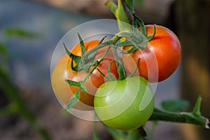 Ripe natural tomatoes growing on a branch in a greenhouse. Close-up. Copy space.