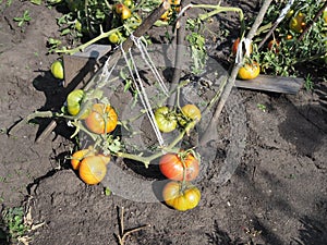 Ripe natural tomatoes growing on a branch in a greenhouse. Copy space