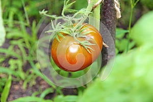 Ripe natural tomatoes growing on a branch in a greenhouse. Shallow depth of field